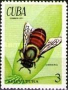 Worker Bee (Apis sp.)