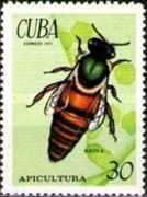 Queen (Apis sp.)