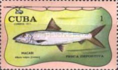 Bonefish (Albula vulpes)