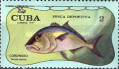 Amberjack (Seriola sp.)