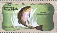 Largemouth Black Bass (Micropterus salmoides)