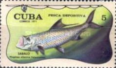 Tarpon (Megalops atlantica)