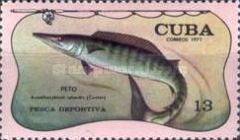 Wahoo (Acanthocybium solandri)