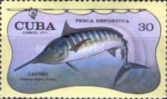 Atlantic Blue Marlin (Makaira ampla)