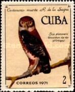 Cuban Pygmy-Owl (Glaucidium siju)