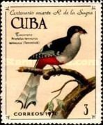 Cuban Trogon (Priotelus temnurus)