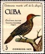 Fernandina's Flicker (Nesoceleus fernandinae)