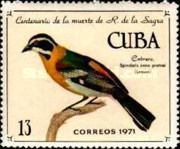 Cuban Western Spindalis (Spindalis zena pretrei)