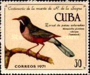 Red-legged Thrush (Mimocichla plumbea rubripes)