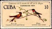 Cuban Emerald (Chlorostilbon ricordii)