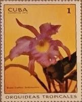 Brassocattleya Sindorossiana