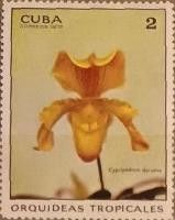 Cypripedium doraeus