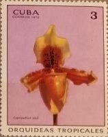 Cypripedium exul