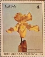 Cypripedium rosy-dawn