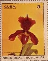 Cypripedium champolliom