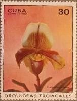 Cypripedium sullonum