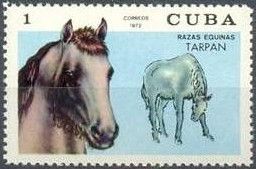 Tarpan (Equus ferus ferus)