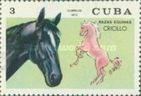 Criollo Horse (Equus ferus caballus)