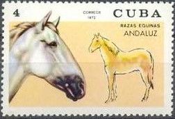 Andalusian (Equus ferus caballus)