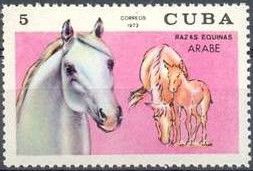 Arabian Horse (Equus ferus caballus)