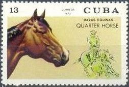 Quarter Horse (Equus ferus caballus)