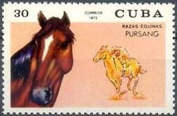 Pursang (Equus ferus caballus)