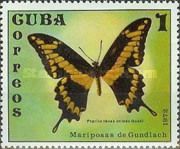 Cuban Thoas Swallowtail (Papilio thoas oviedo)