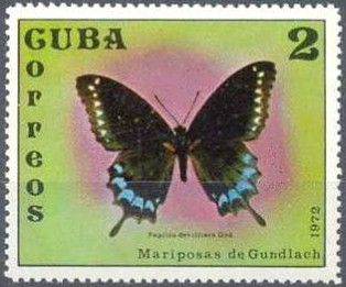 De Villiers' Swallowtail (Battus devilliersii)
