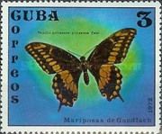 Black Swallowtail (Papilio polixenes)