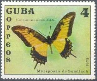 Androgeus Swallowtail (Papilio androgeus epidaurus)