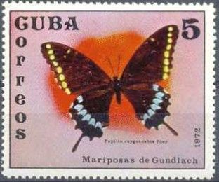 Poey's Black Swallowtail (Papilio caiguanabus)