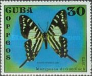 Cuban Kite Swallowtail (Papilio celadon)