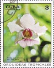 Vanda Miss Joaquim var. Rose Marie