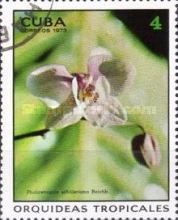 Phalaenopsis schilleriana