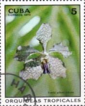 Vanda gilbert tribulet