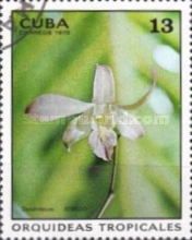 Dendrobium hybr.