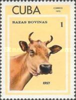Jersey Cow (Bos primigenius taurus)