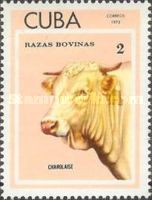 Charolais (Bos primigenius taurus)