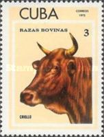 Criollo (Bos primigenius taurus)