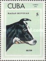 Holstein Cattle (Bos primigenius taurus)