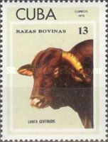 Santa Gertrudis (Bos primigenius taurus)