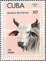 Brahman Cattle (Bos primigenius indicus)