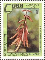 Erythrina standleyana