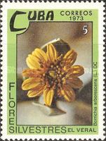 Borrichia arborescens