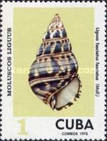 Cuba Tree Snail (Liguus fasciatus fasciatus)