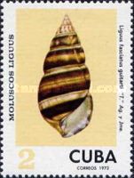 Cuba Tree Snail (Liguus fasciatus guitarti)