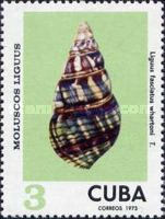 Cuba Tree Snail (Liguus fasciatus whartoni)