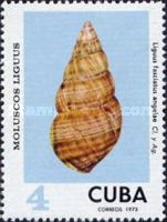Cuba Tree Snail (Liguus fasciatus angelae)
