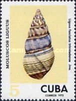 Cuba Tree Snail (Liguus fasciatus trinidadense)