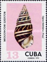 Liguus Tree Snail (Liguus blainianus)